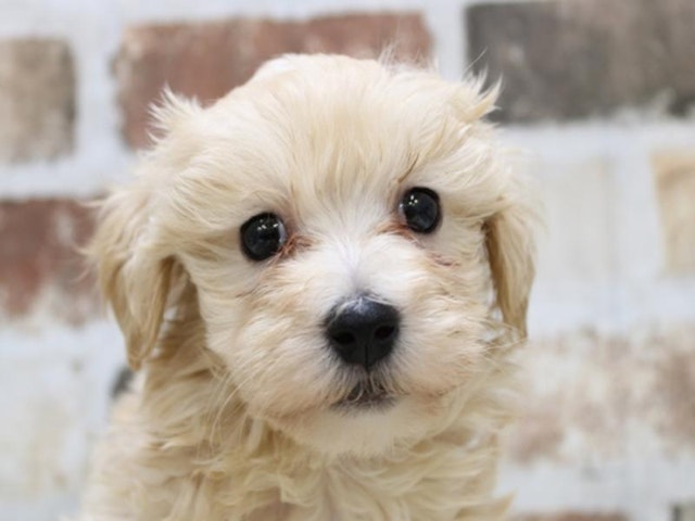 鳥取県のハーフ犬 (ペッツワンFC鳥取店/2023年9月25日生まれ/男の子/アプリコット)の子犬
